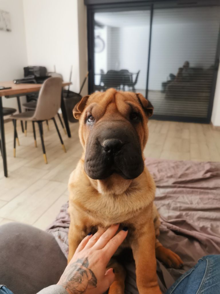 Shéng Miào - Chiot disponible  - Shar Pei