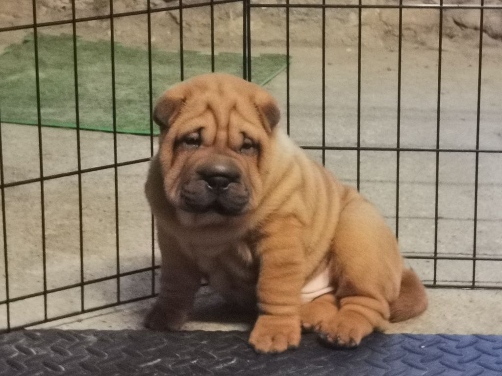 chiot Shar Pei Shéng Miào