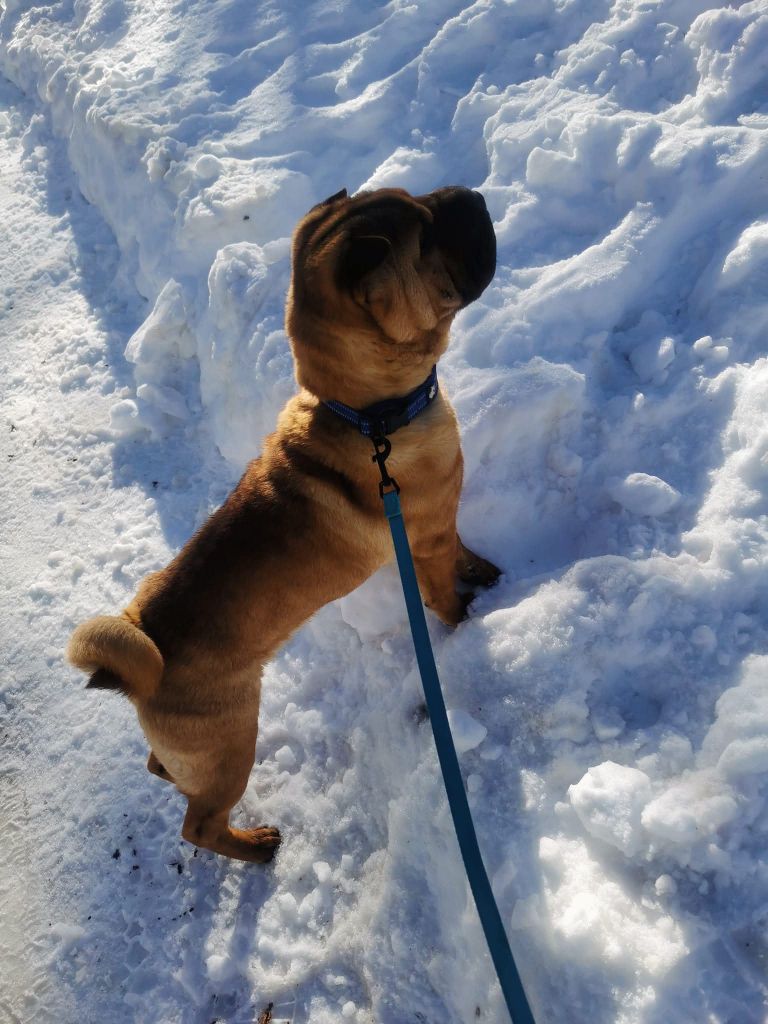 Vold du zhong Shéng Miào