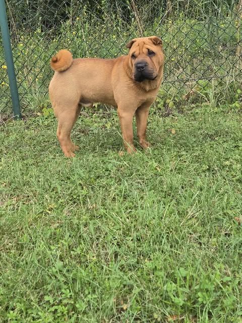 Vali du zhong Shéng Miào