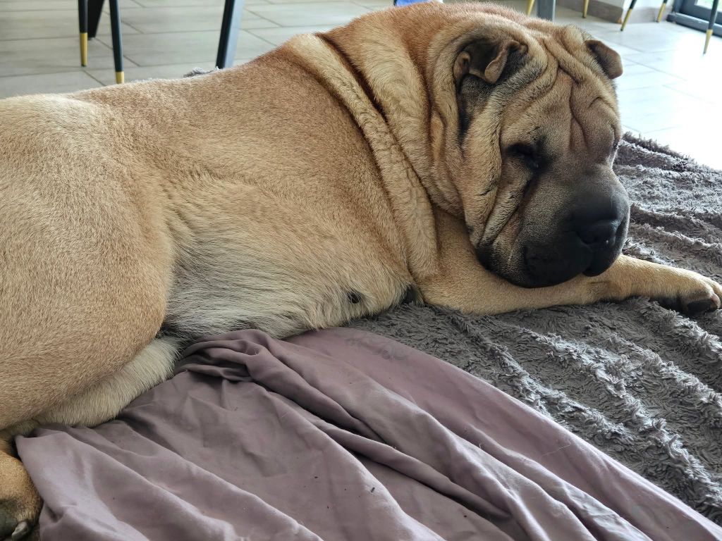 Shéng Miào - 4 bb à l'echo du 7/10/2025