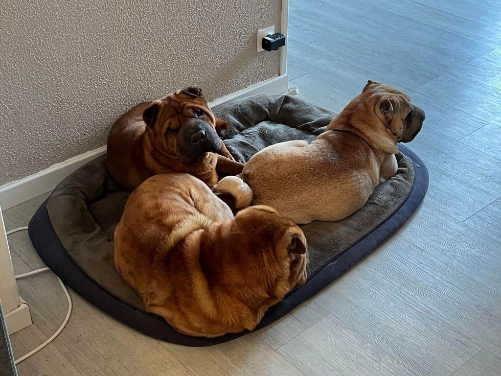 adultes de la maison 