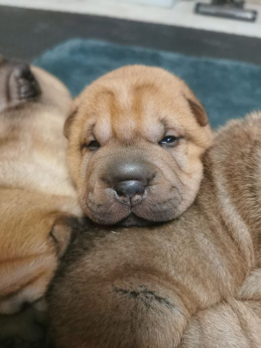 les chiots de Rhea et morphée