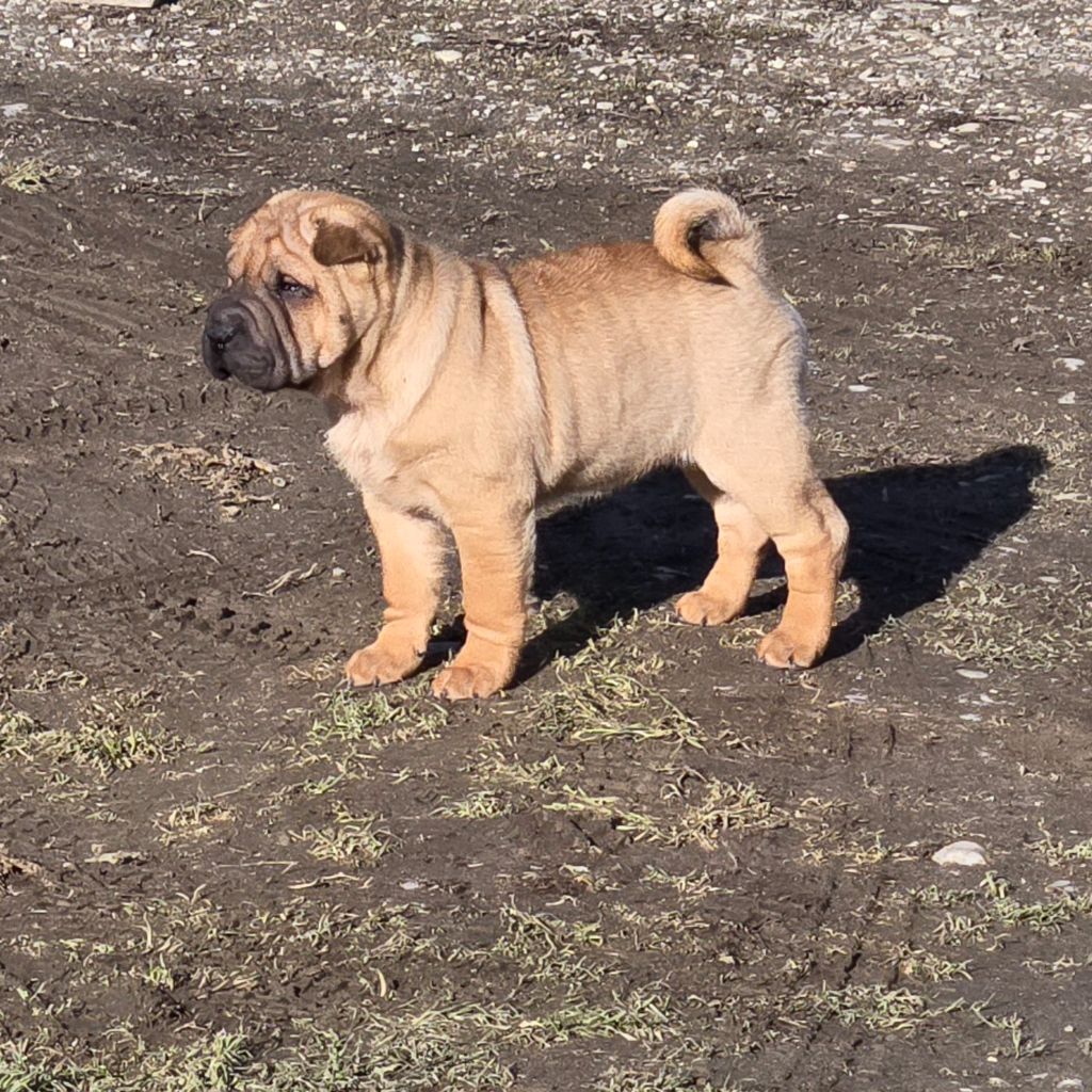 Shéng Miào - Chiots disponibles - Shar Pei