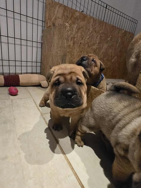 Shéng Miào - Chiots disponibles - Shar Pei