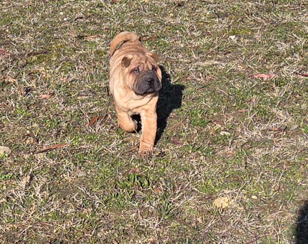 Shéng Miào - Chiots disponibles - Shar Pei