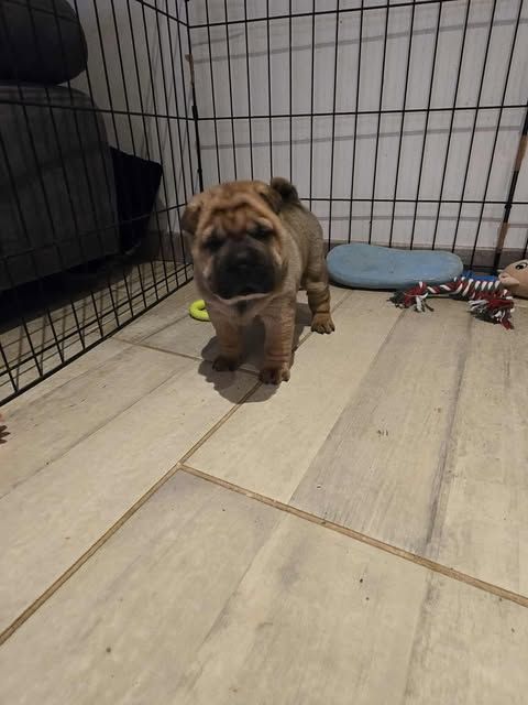 Shéng Miào - Chiots disponibles - Shar Pei
