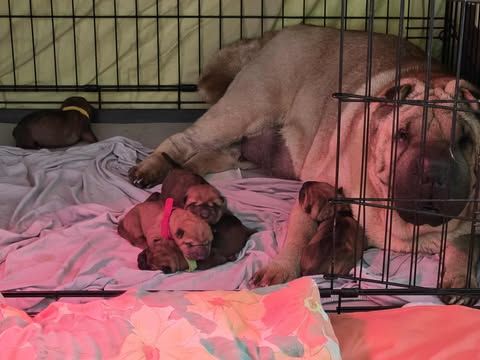 Chiot Shar Pei Shéng Miào